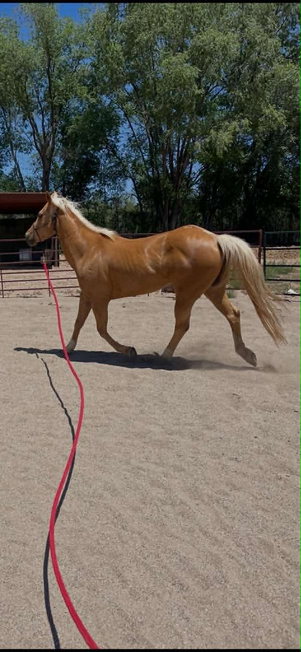 experienced-quarter-horse