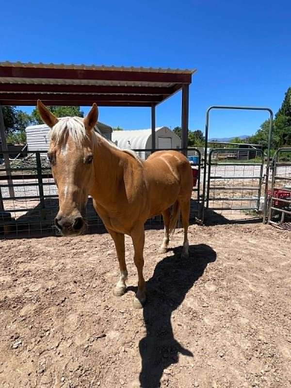 performance-quarter-horse