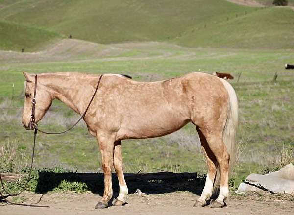 ranch-quarter-horse