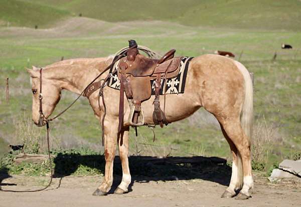 ranch-versatility-quarter-horse