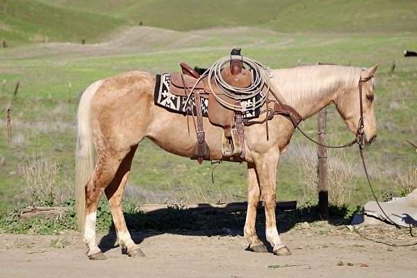 ranch-work-quarter-horse