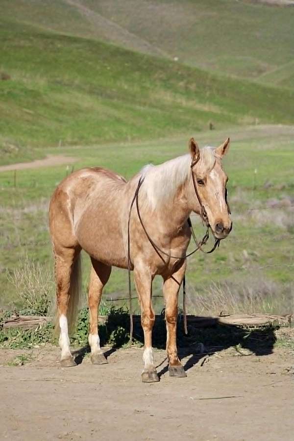 ridden-western-quarter-horse