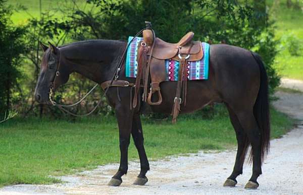 all-around-quarter-horse