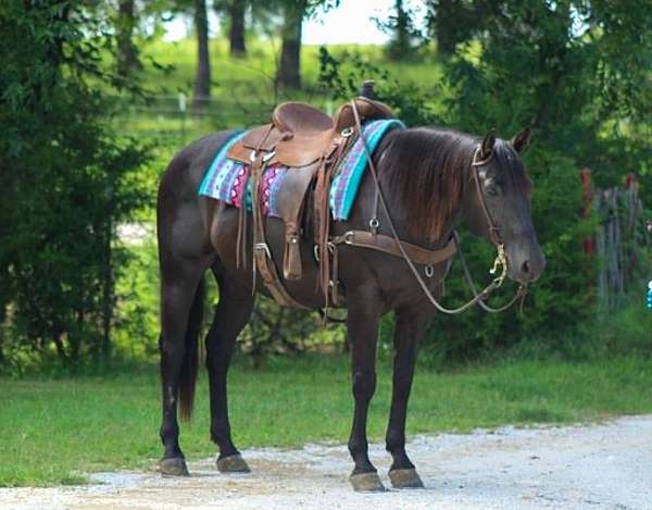 athletic-quarter-horse