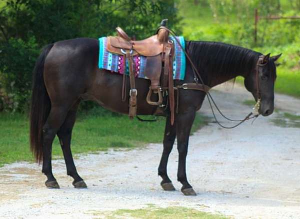 beginner-quarter-horse