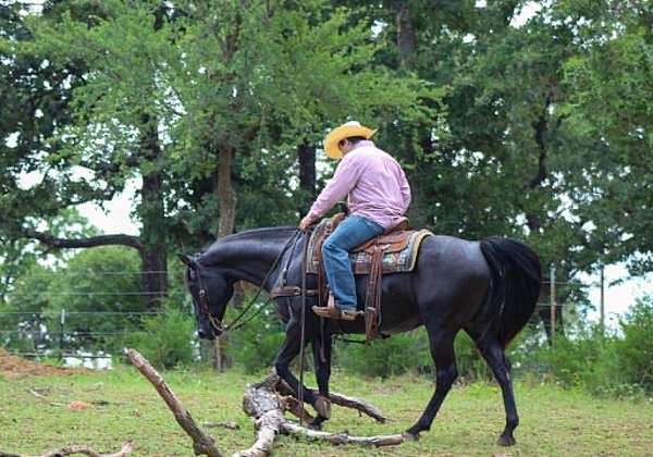 endurance-quarter-horse