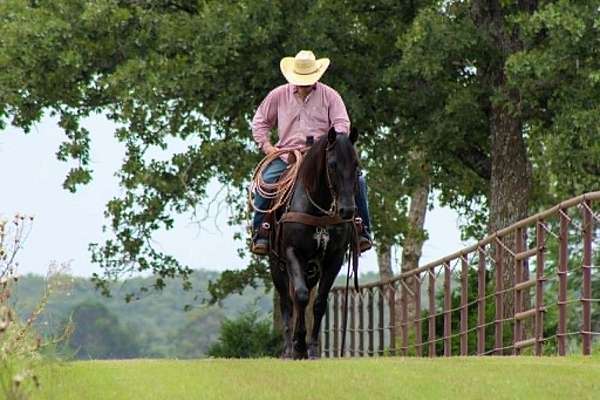 experienced-quarter-horse