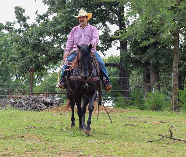 flashy-quarter-horse