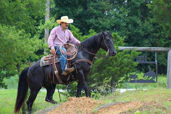 kid-safe-quarter-horse