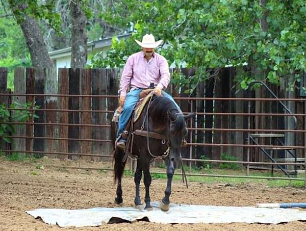 pack-quarter-horse
