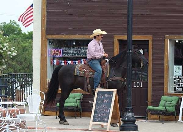 parade-quarter-horse