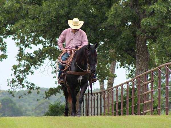 performance-quarter-horse