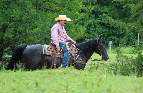 playday-quarter-horse
