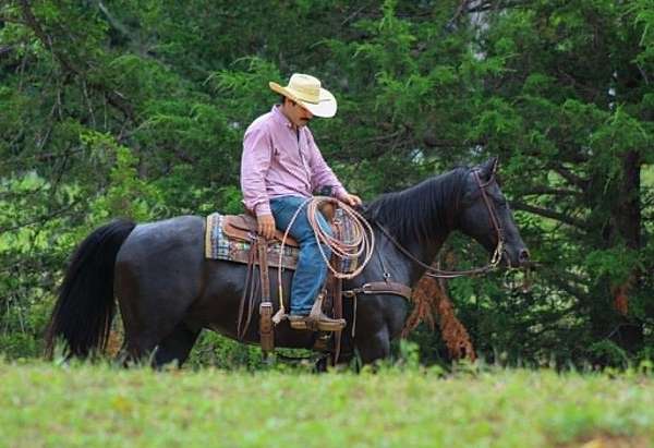 ranch-quarter-horse