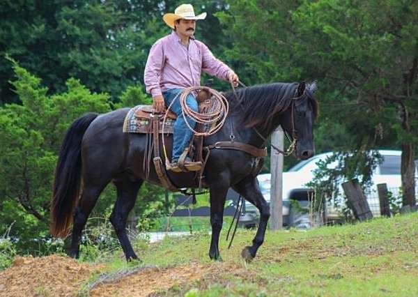 ranch-work-quarter-horse