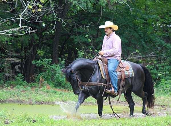 ridden-western-quarter-horse