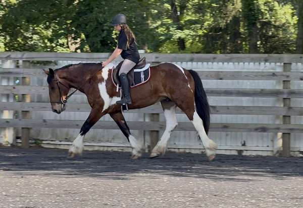 draft-horse-for-sale