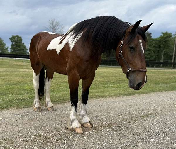draft-horse
