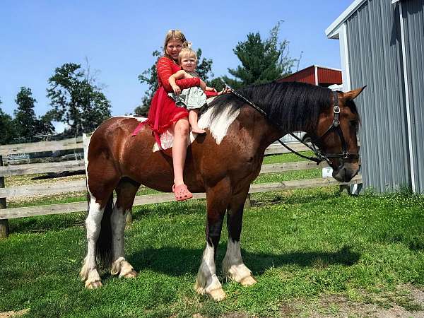 draft-gelding