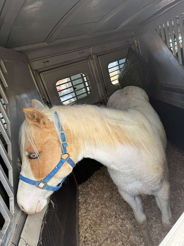 palomino-tovero-palomino-filly-yearling