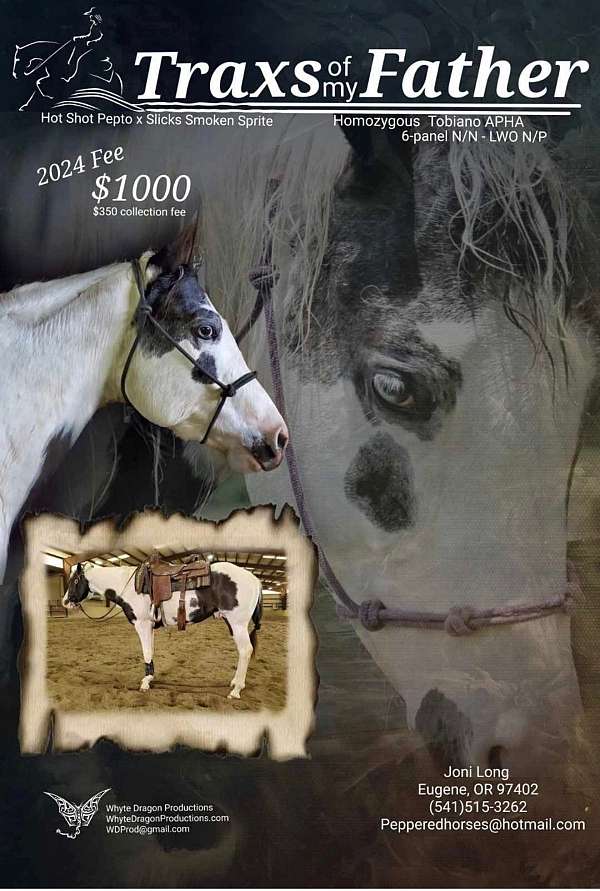 palomino-tovero-filly-yearling-for-sale