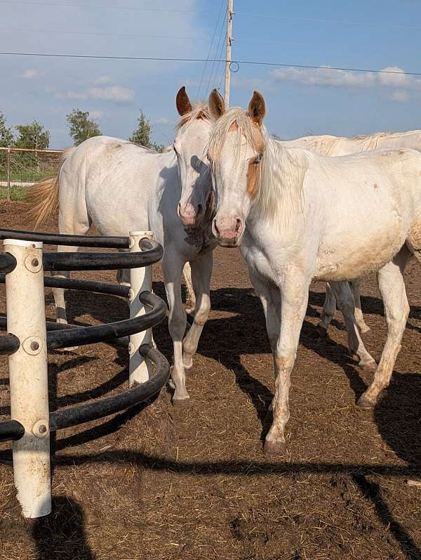 palomino-tovero-palomino-for-sale