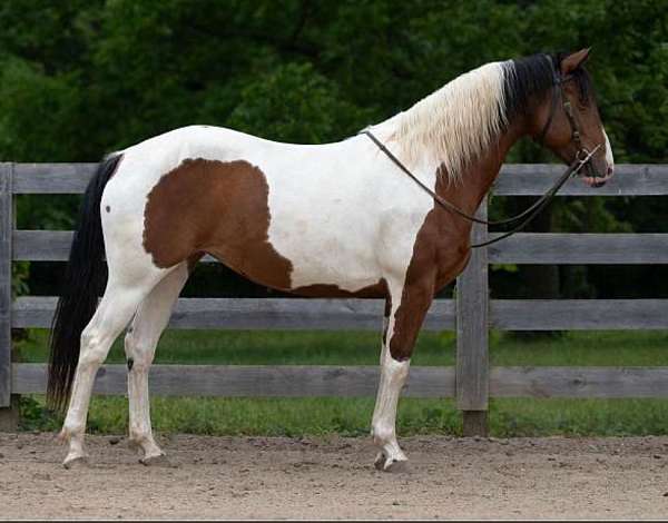 paint-mare