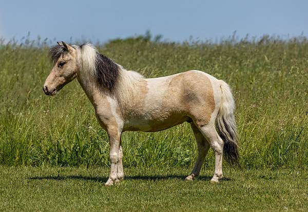 buckskin-white-pony-gelding