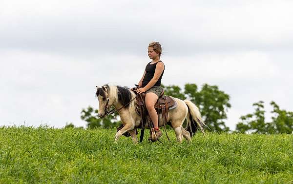 beautiful-buckskin-pony