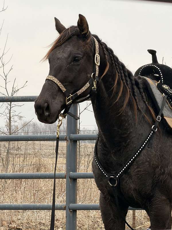 thoroughbred-mare