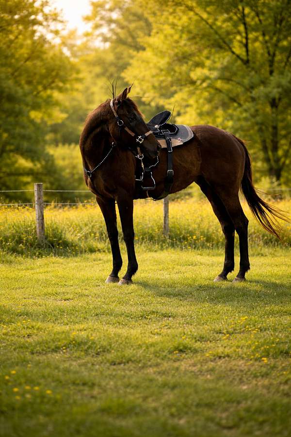 thoroughbred-horse