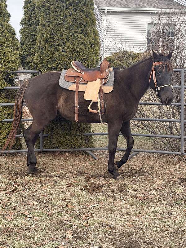 thoroughbred-horse-for-sale