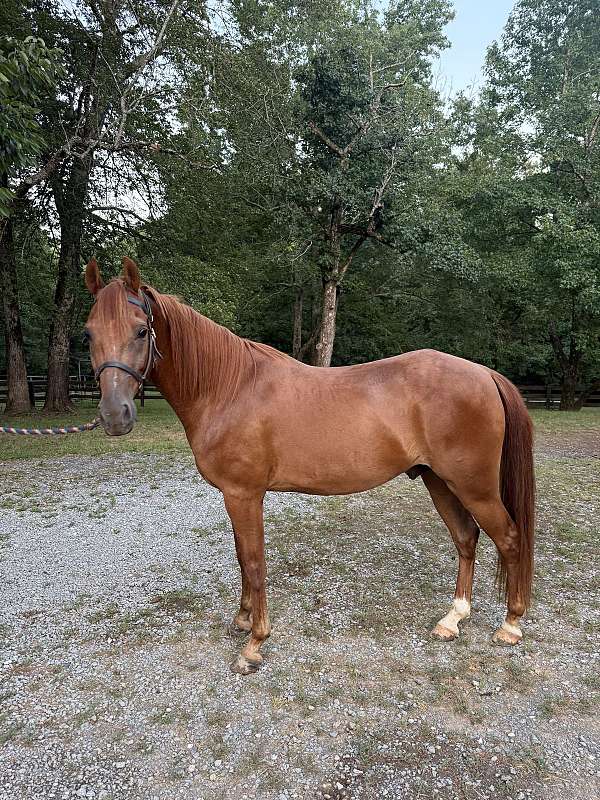 all-around-standardbred-horse