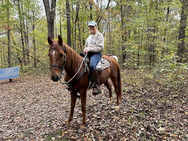 athletic-standardbred-horse