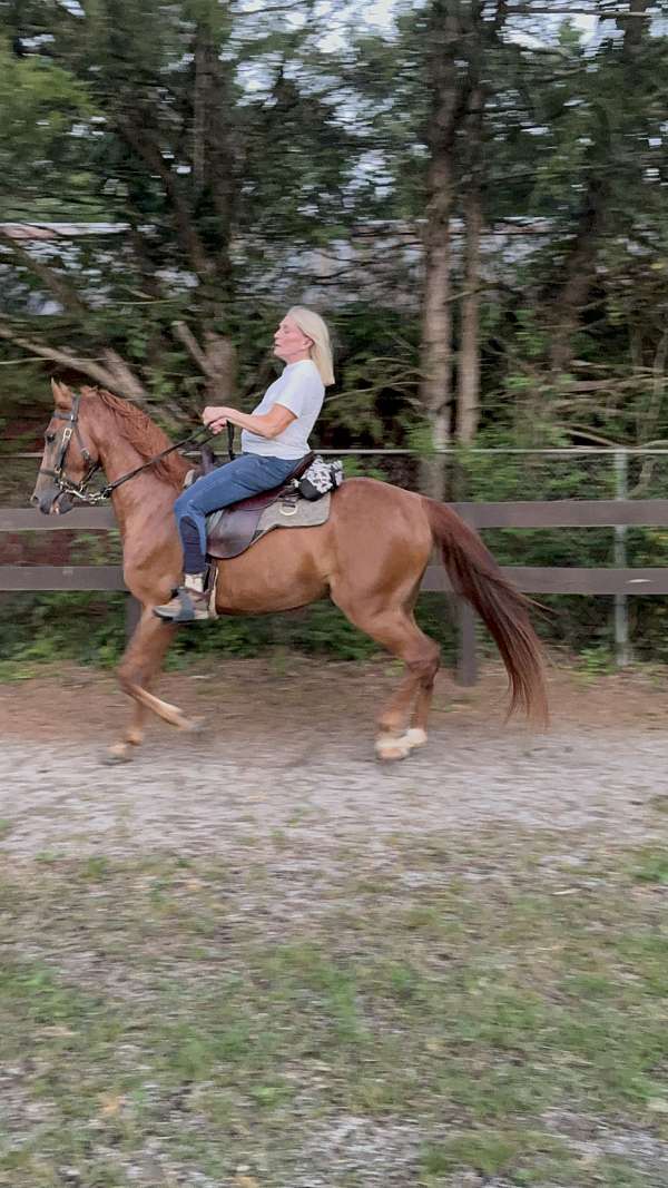 companion-standardbred-horse