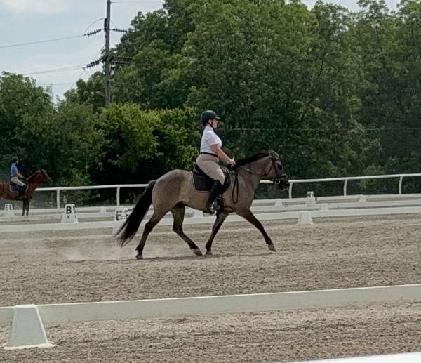 grulla-fjord-for-sale