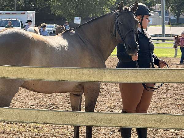 grulla-fjord-gelding