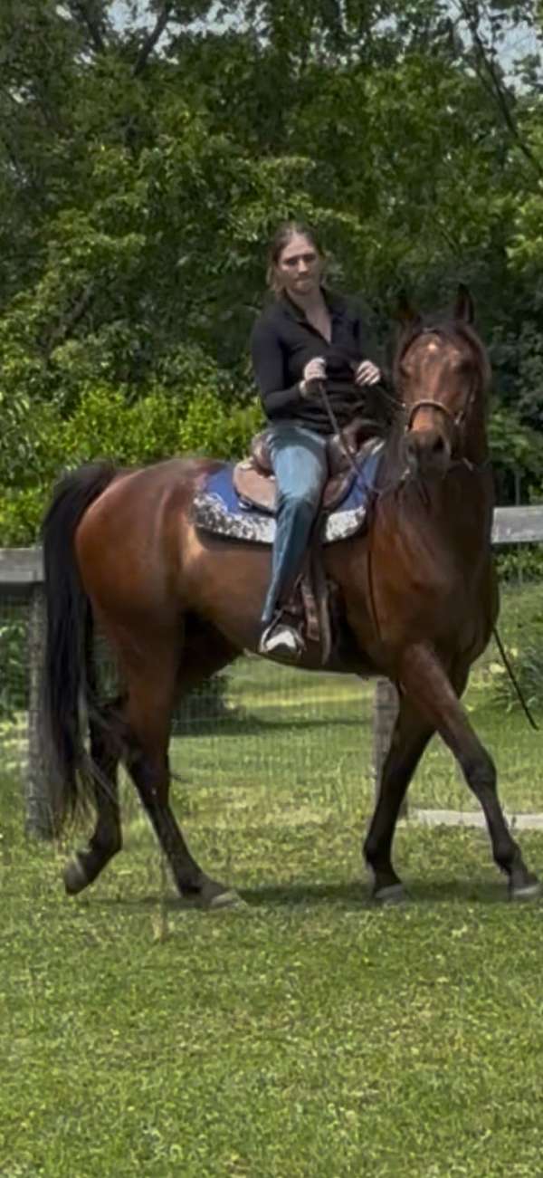 horsemanship-appendix-pony