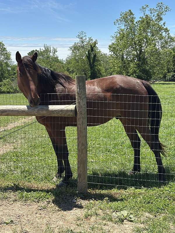 appendix-pony-gelding