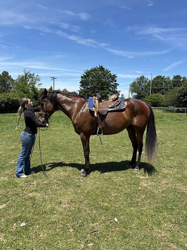 all-around-appendix-pony