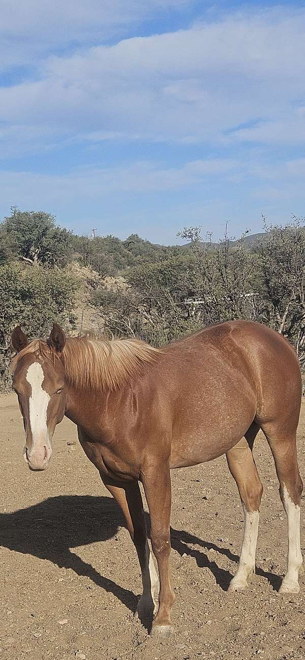rabicino-flaxen-mane-tail-horse
