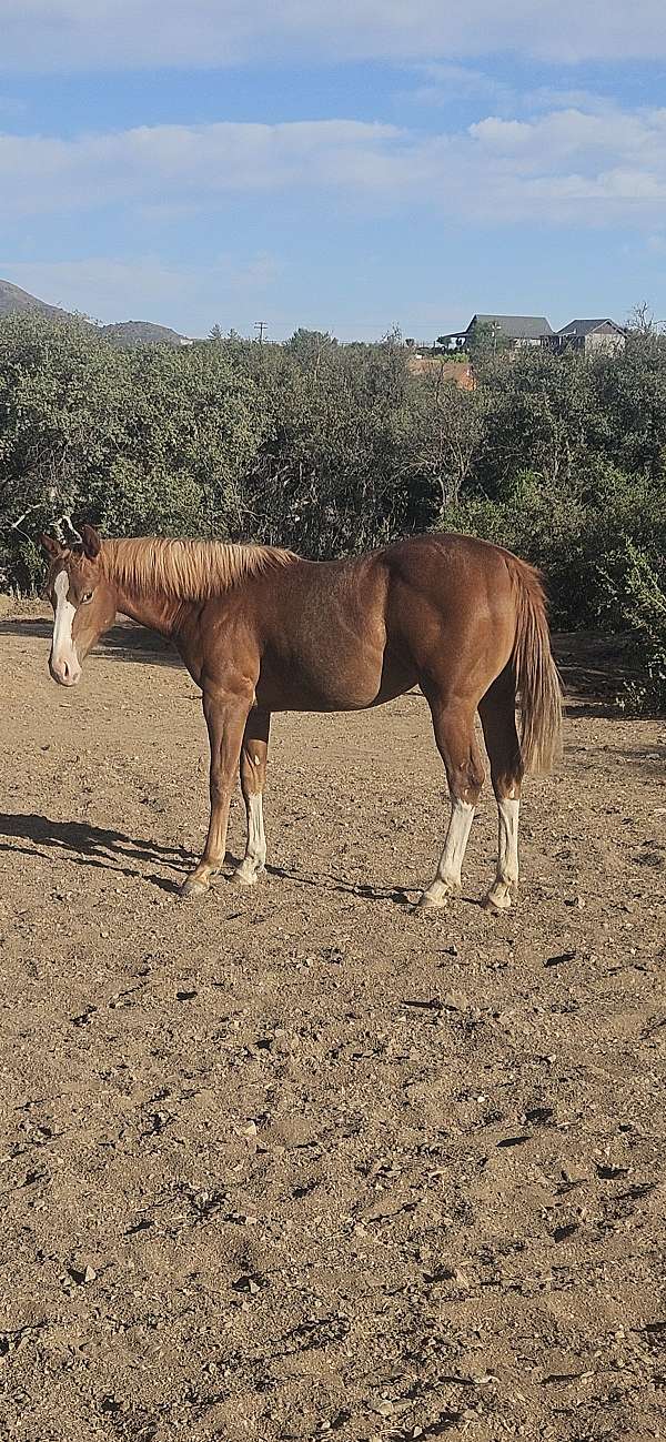 rabicino-flaxen-mane-tail