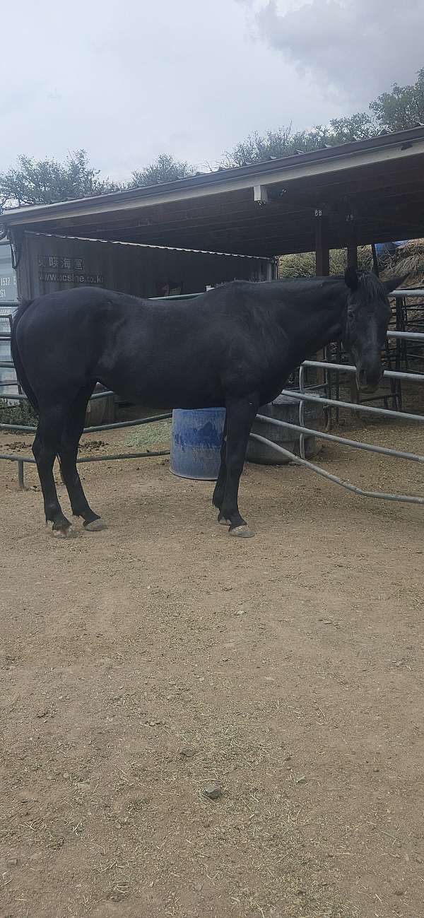 barrels-broodmare