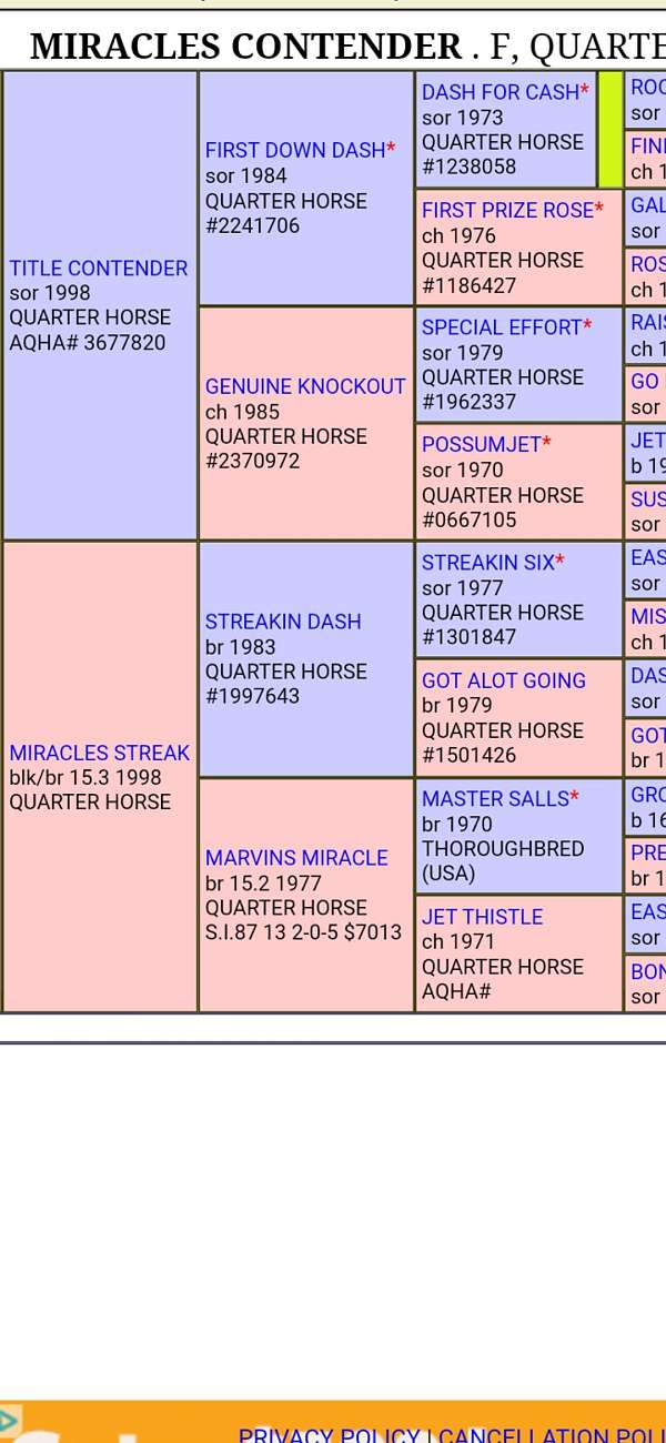 barrels-stallion