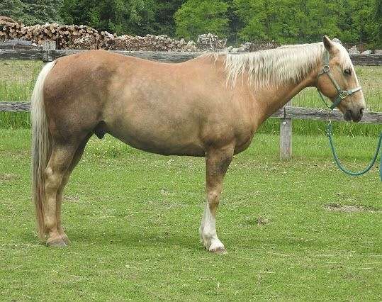 quarter-horse-for-sale