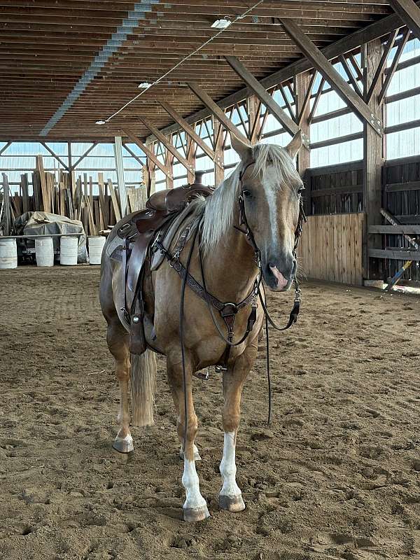quarter-horse-gelding