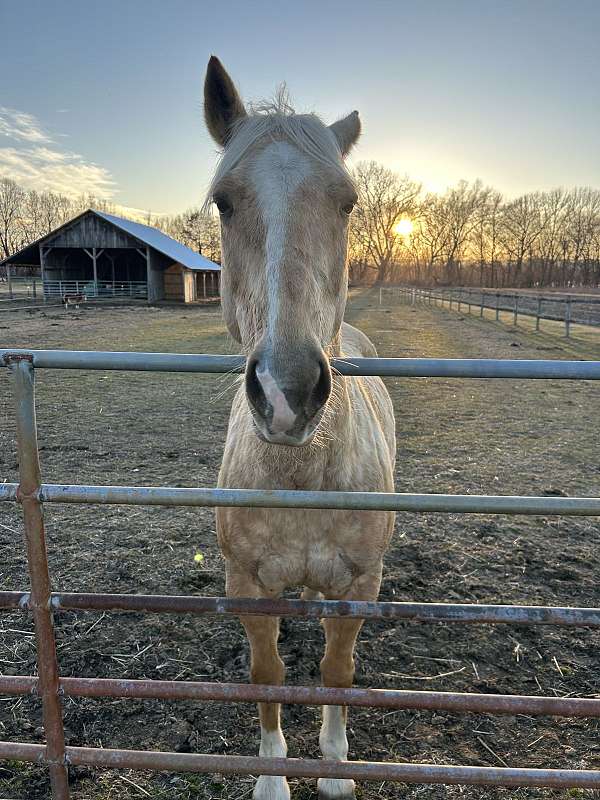 quarter-horse