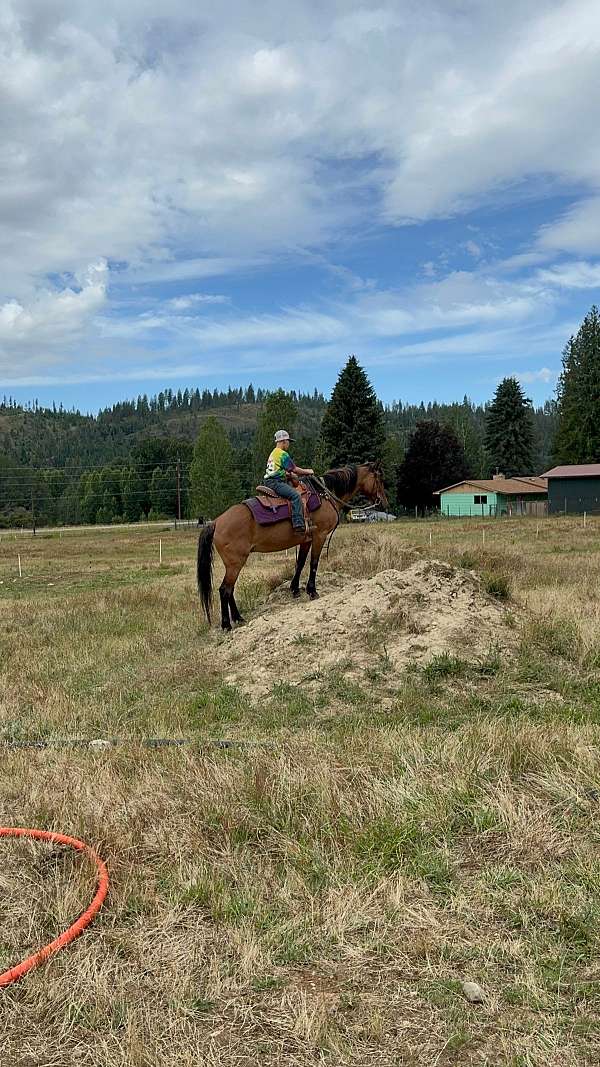 quarter-horse-for-sale