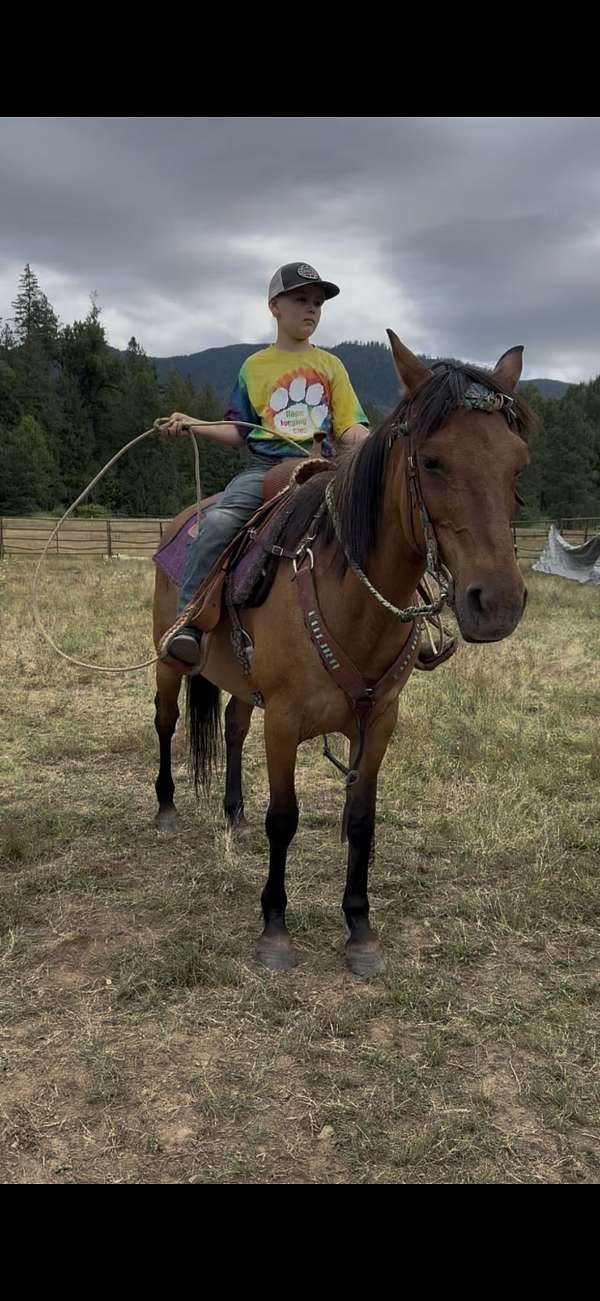 quarter-horse