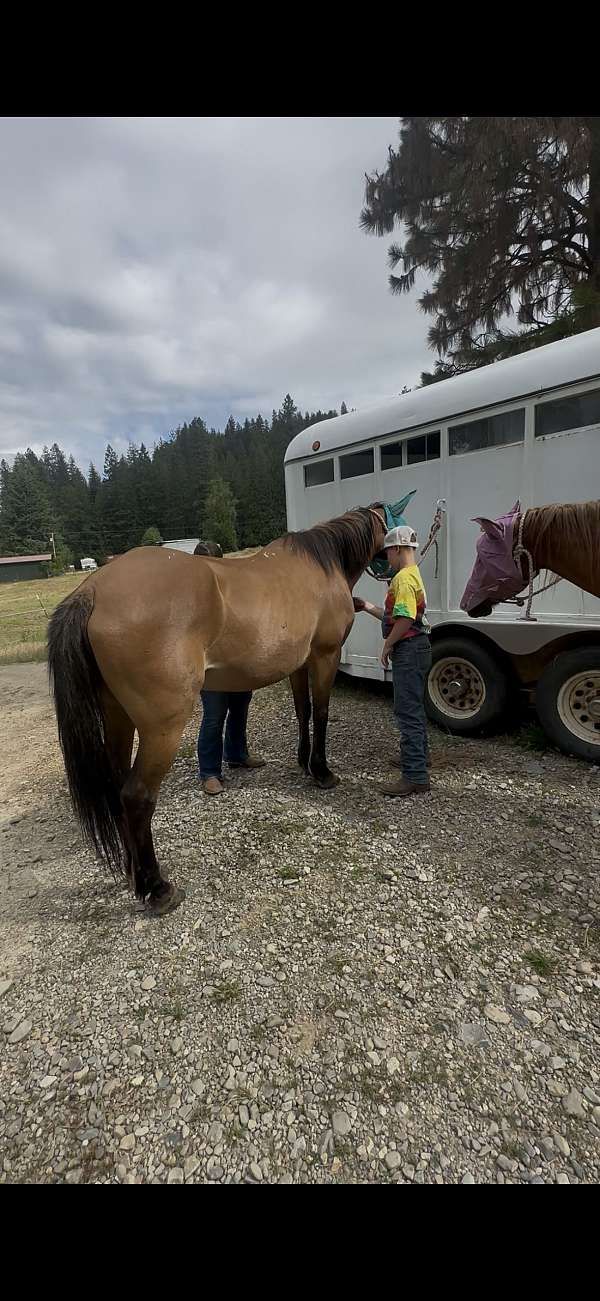 beginner-mare